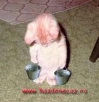 o pisica pusa la treaba! animale amuzante